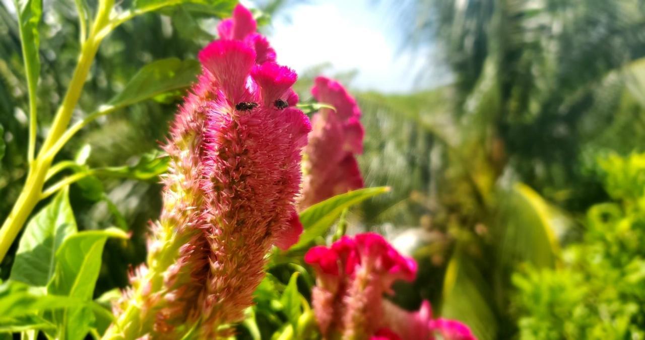 Layla Guesthouse Puerto Morelos Dış mekan fotoğraf